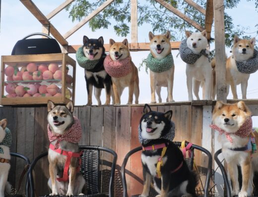 Shibainu Story (Farm & Cafe)