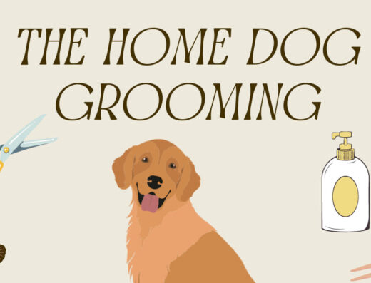The home dog grooming