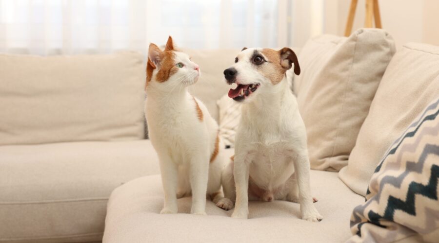 Grooming at Home: สปาน้องหมาน้องแมวง่ายๆ  สวยหล่อพร้อมเที่ยว!