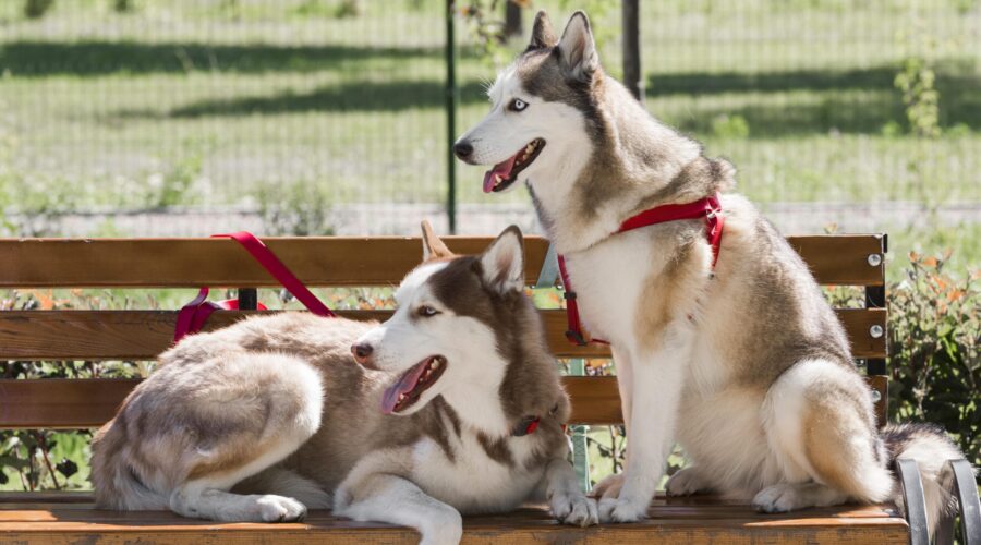 Socializing น้องหมาน้องแมว Gen Z: พาลูกรักเจอเพื่อนใหม่ในโรงแรม Pet-Friendly อย่างไรให้ปลอดภัย