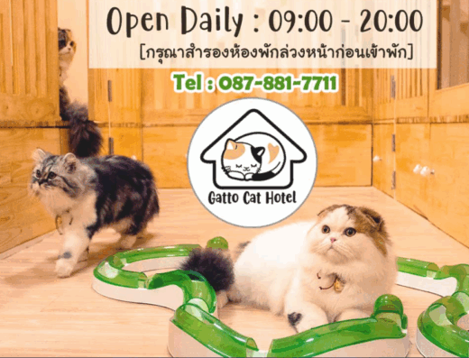 โรงแรมแมวกัตโต้