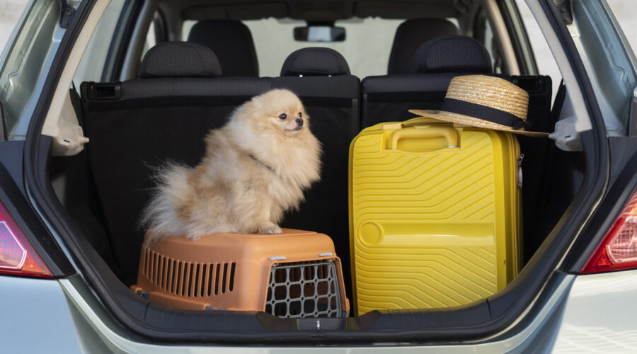 Solo Trip ก็ไม่เหงา! พาน้องหมา/แมวคู่ใจเที่ยวคนเดียวแบบคูลๆ