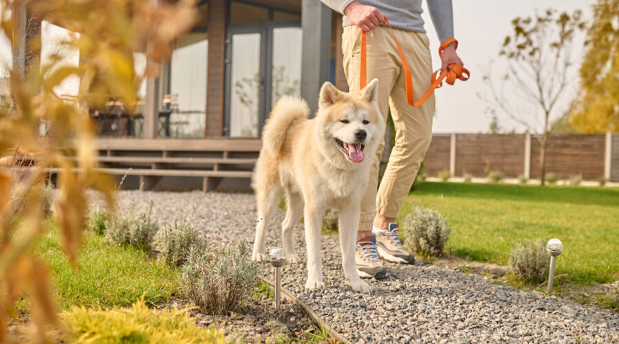 Pet Tech Gadgets ที่ Gen Y & Z เห็นแล้วต้องว้าว! มีอะไรบ้างที่ช่วยให้การดูแลน้องๆ ง่ายขึ้น