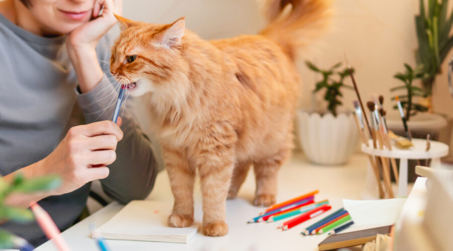 มากกว่าเครื่องดื่ม! คาเฟ่ Pet-Friendly ที่มี Workshop หรือกิจกรรมสนุกๆ ให้ Pet Parents Gen Y ทำกับน้อง”